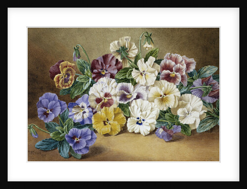 Pansies by Thomas Frederick Collier