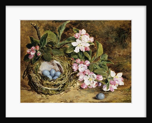 Apple Blossom and a Bird's Nest by H. Barnard Grey