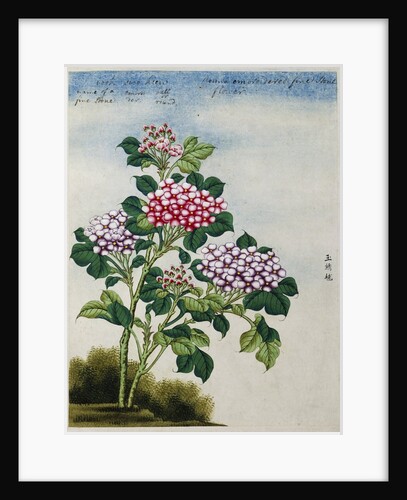 Early 19th-Century Chinese Watercolor of a Hydrangea by Anonymous