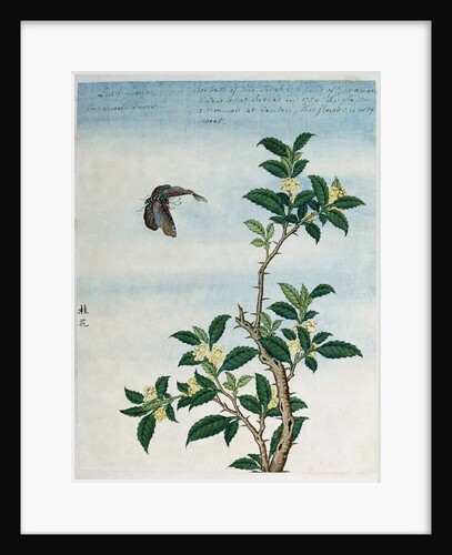 Early 19th-Century Chinese Watercolor of a Cinnamon Plant by Anonymous