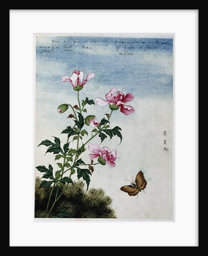 Early 19th-Century Chinese Watercolor of Pink Flowers by Anonymous