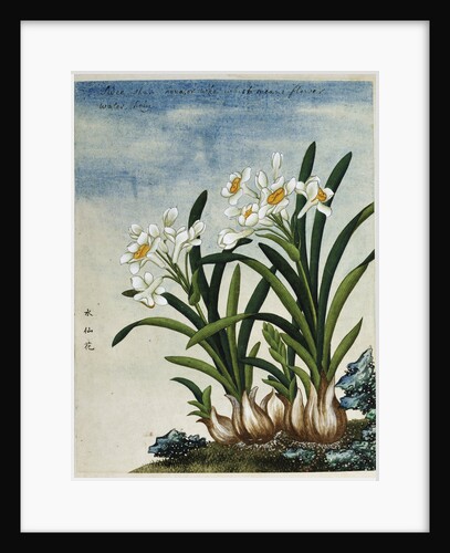 Early 19th-Century Chinese Watercolor of Daffodils by Anonymous