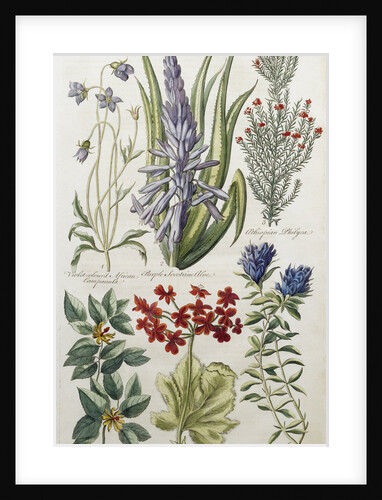 Botanical Print of Various Flowers by J. Hill