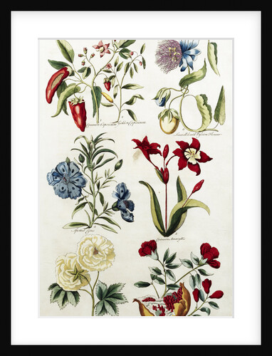 Botanical Print of a Variety of Flowers by J. Hill