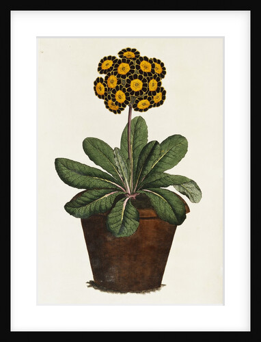 A Pot of Auricula French Print by Corbis