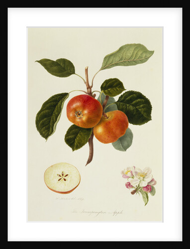 The Trumpington Apple by William Hooker