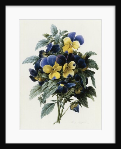 Pansies by Pierre Joseph Redoute