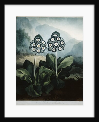 Book Illustration of A Group of Auriculas by Anonymous