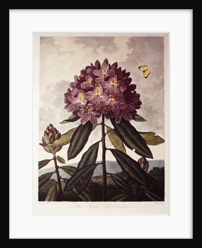 Book Illustration of a Pontic Rhododendron by Anonymous