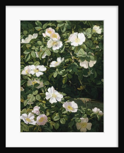 Dog Roses in Flower by Niels Peter Rasmussen