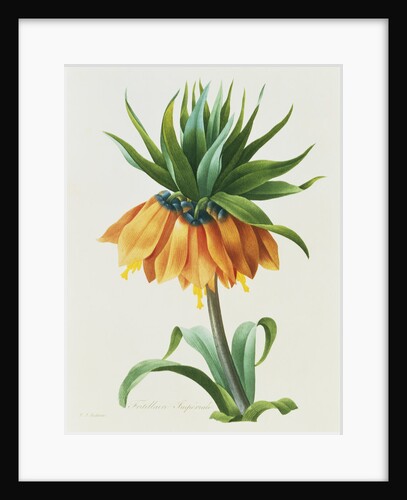 Fritillaire Imperiale by Pierre Joseph Redoute