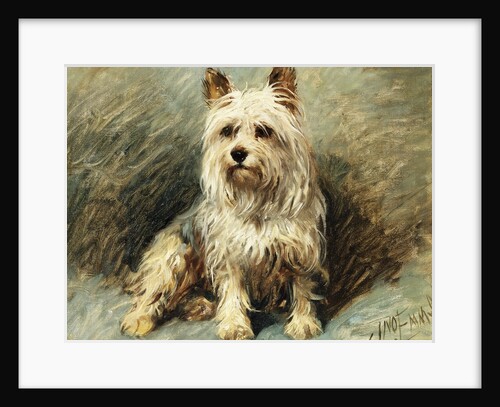 Yorkie by John Emms