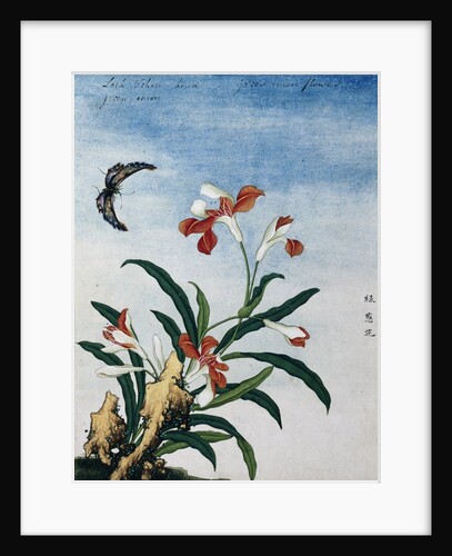 Chinese Watercolor of a Green Onion Flower by Anonymous