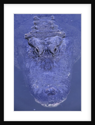 American Alligator in Water by Anonymous
