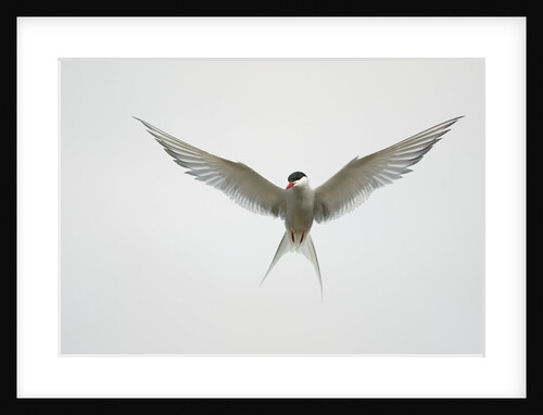 Arctic Tern Hovering in Flight by Anonymous