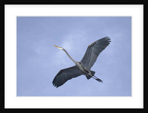 Great Blue Heron in Flight by Anonymous