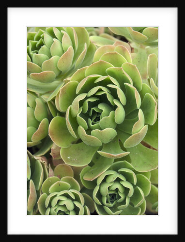 Aeonium Glandulosum by Anonymous