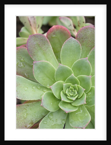 Aeonium Decorum 'Variegatum' by Anonymous