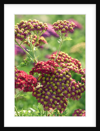 Achillea 'The Beacon' by Anonymous