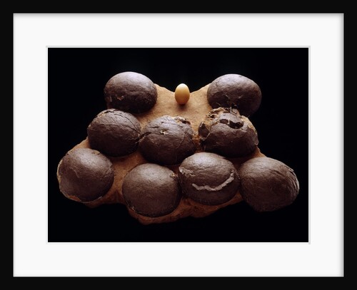Chicken Egg and Dinosaur Eggs by Anonymous