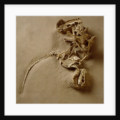 Fossil of Velociraptor Attack by Anonymous