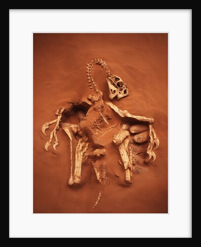 Fossil of Oviraptor and Eggs by Anonymous