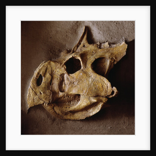 Protoceratops Skull by Anonymous