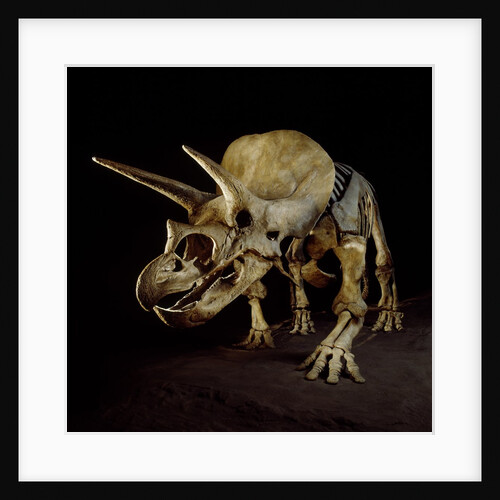 Triceratops Skeleton by Anonymous