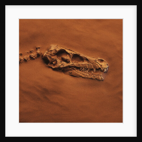 Velociraptor Skull and Neck in Sand by Anonymous