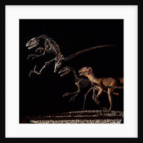 Skeleton and Model of Deinonychus by Anonymous