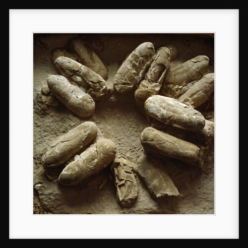 Clutch of Dinosaur Eggs by Anonymous