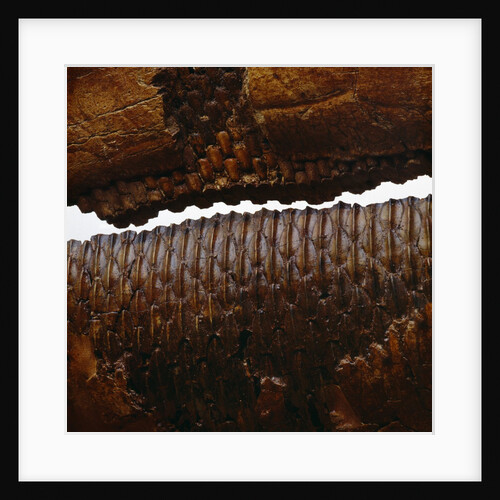 Duckbill Dinosaur Teeth in Jaw by Anonymous