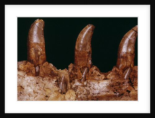 Teeth of a Megalosaurus by Anonymous