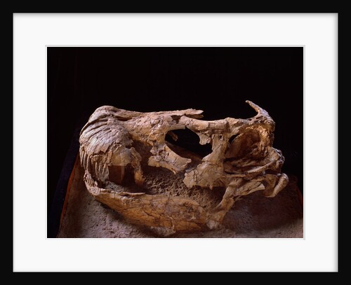 Nemegtosaurus Skull by Anonymous