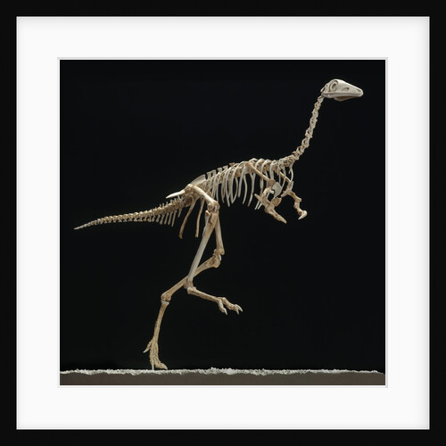 Mononykus Skeleton by Anonymous