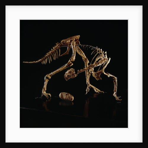 Oviraptor Skeleton and Fossil Egg by Anonymous