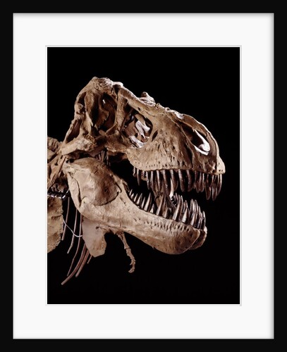 Skull of Tyrannosaurus by Anonymous