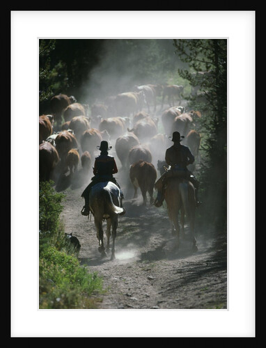 Driving Cattle at Bar Cross Ranch by Anonymous