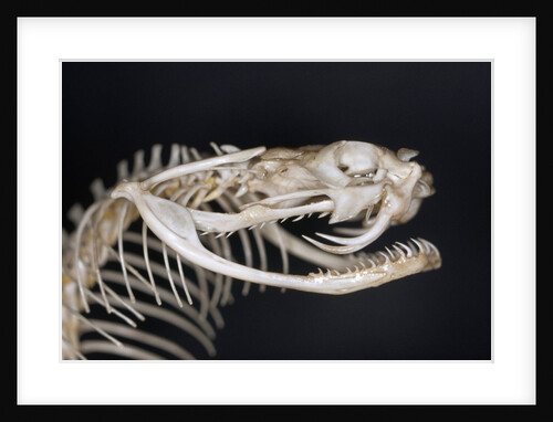 Skull of Puff Adder by Anonymous