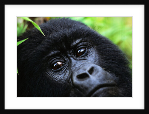 Female Mountain Gorilla by Anonymous