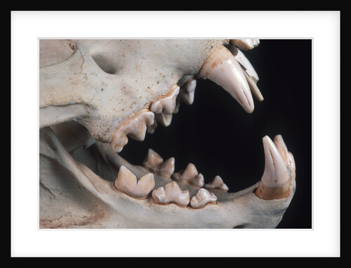Teeth and Skull of Lion by Anonymous