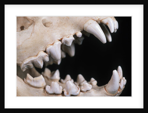 Skull and Teeth of Hyena by Anonymous