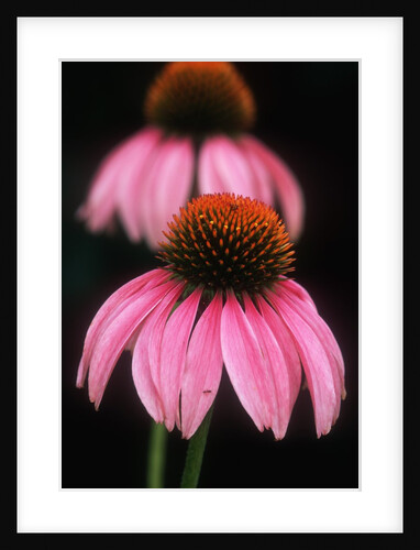 Echinacea Plant by Anonymous