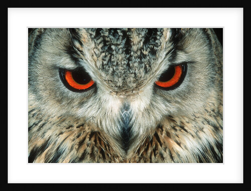 Bengal Eagle-Owl in India by Anonymous