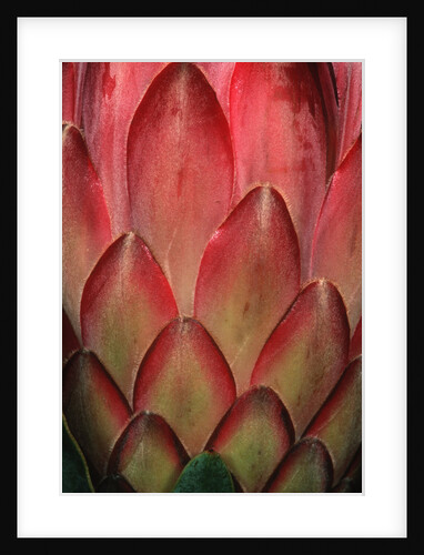 Protea Flower Petals by Anonymous