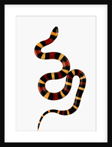 Pueblan Milk Snake by Anonymous