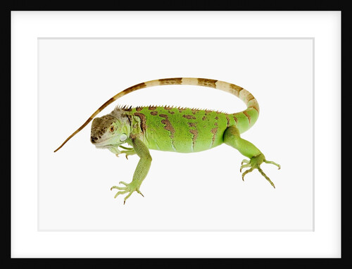 Green Iguana by Anonymous