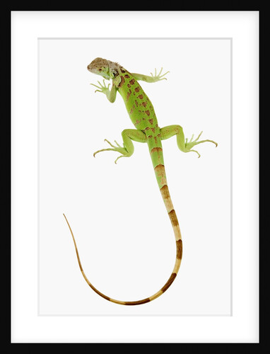 Green Iguana by Anonymous