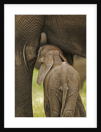 Elephant Calf Suckling by Anonymous