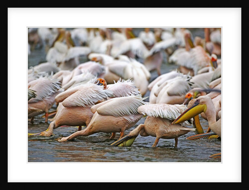 White Pelicans in Fishing Formation by Anonymous